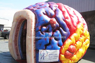 نفخ نموذج الدماغ ميجا الأجهزة المعرض العملاق الإنسان كبير الدماغ خيمة