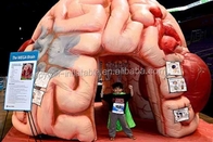 نفخ نموذج الدماغ خيمة نفخ المؤتمرات الطبية - الدماغ العملاق